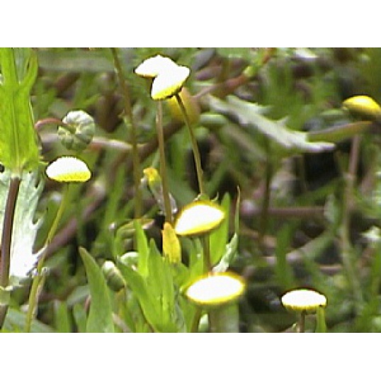 Cotula coronopifolia (Golden Buttons)