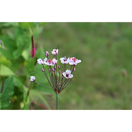 Butomus Umbellatus-Flowering Rush