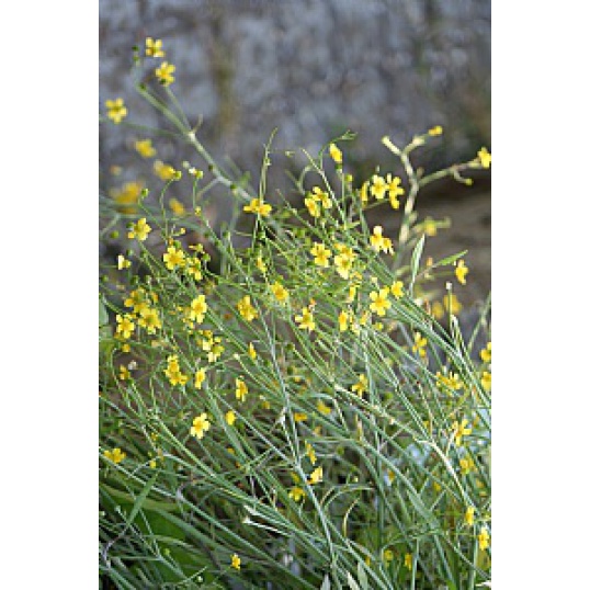 Ranunculus Flammula-Lesser Spearwort
