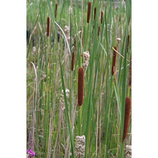 Typha Angustifolia-Narrow Leaved Reed Mace