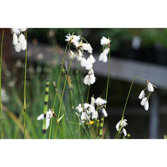 Eriophorum Latifolium-Cotton Grass
