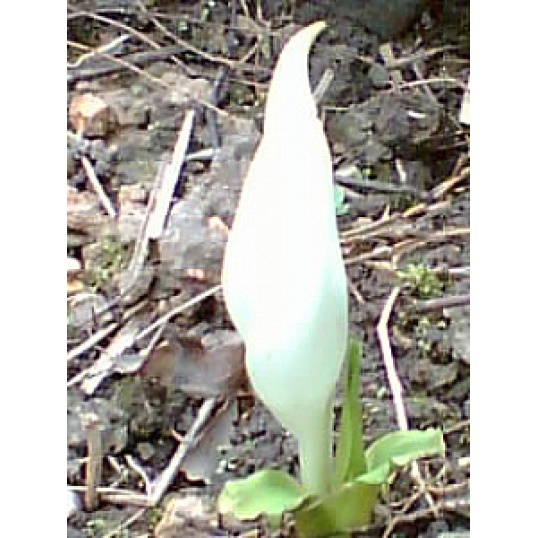 Lysichitum Camschatense-White Skunk Lily