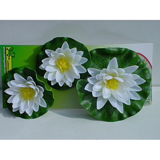 Water Lily Flowers  White