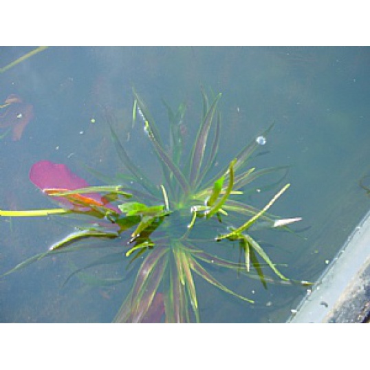 Stratiotes Aloides-Water Soldier