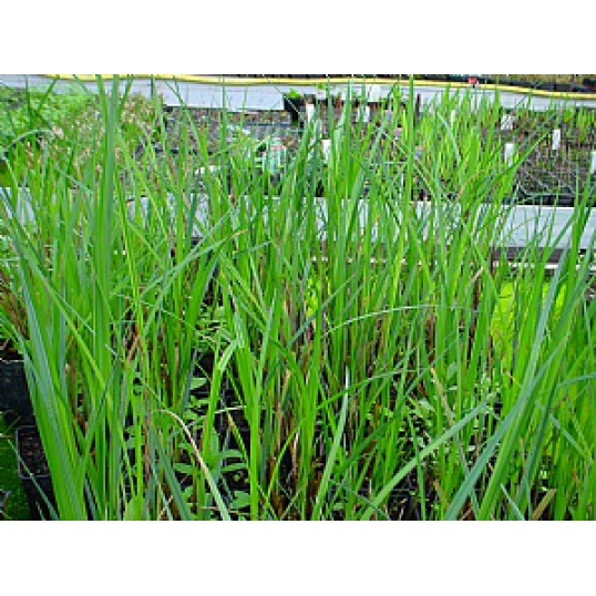 Carex Riparia-Greater pond Sedge