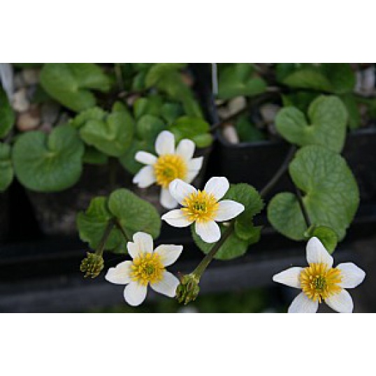 Caltha Palustris Alba (White Marsh Marigold)