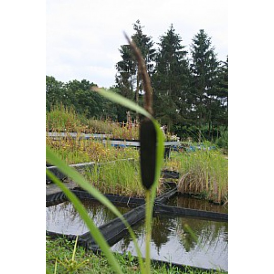 Typha Latifolia-Giant Reed Mace