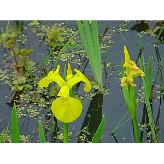 Iris Pseudacorus-Yellow Flag