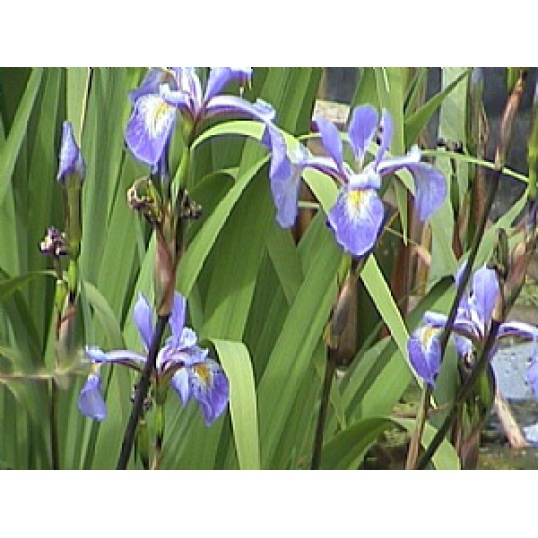 Iris Versicolor Gerald Darby