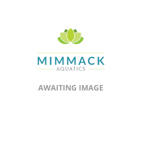 Lemna Minor-Duckweed