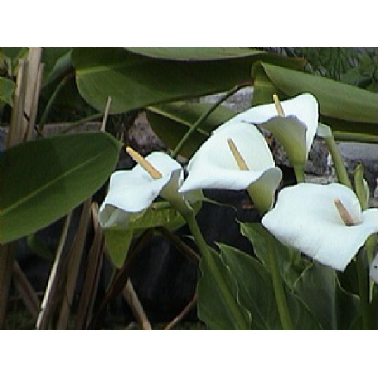 Zantedeschia Aethiopica-Arum Lily