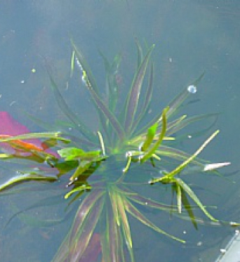 Stratiotes Aloides-Water Soldier