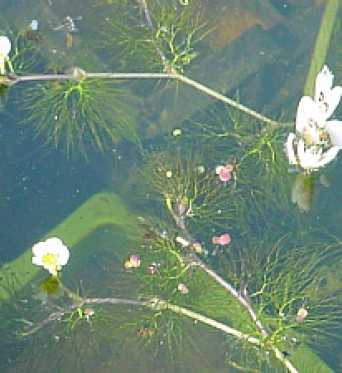 Ranunculus Aquatilis-Water Crowsfoot