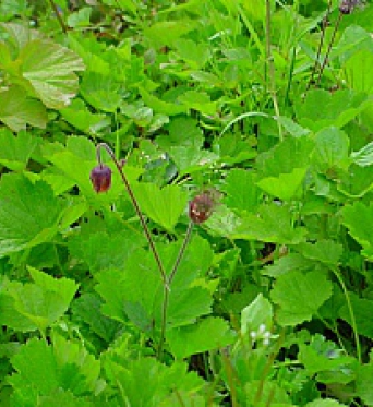 Geum Rivale-Water Avens