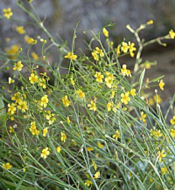Ranunculus Flammula-Lesser Spearwort