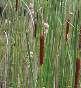 Typha Angustifolia-Narrow Leaved Reed Mace