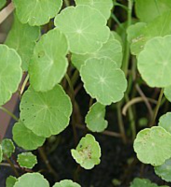 Hydrocotle Vulgaris-Marsh Pennywort