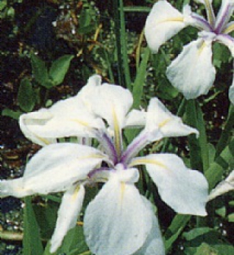 Iris Laevigata Snowdrift