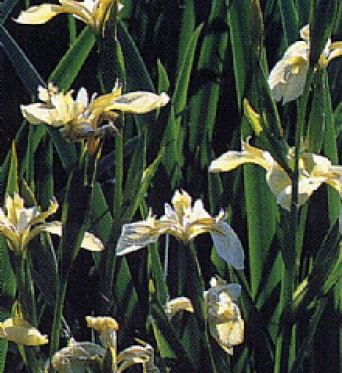 Iris Pseudacorus Bastardii