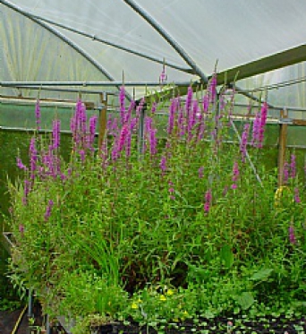 Lythrum Salicaria-Purple Loosestrife