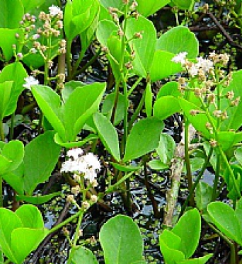 Menyanthes Trifoliata-Bog Bean