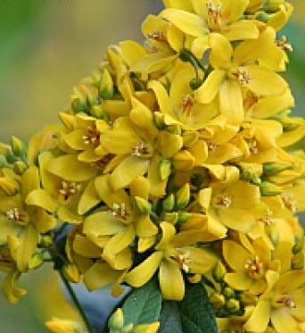 Lysimachia Vulgaris-Yellow Loosestrife