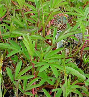 Potentilla Palustris-Purple Marshlock