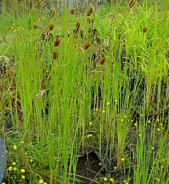 Typha Minima-Miniature Reed mace